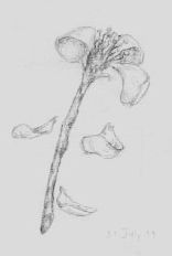 dead rose  art pencil sketch drawing