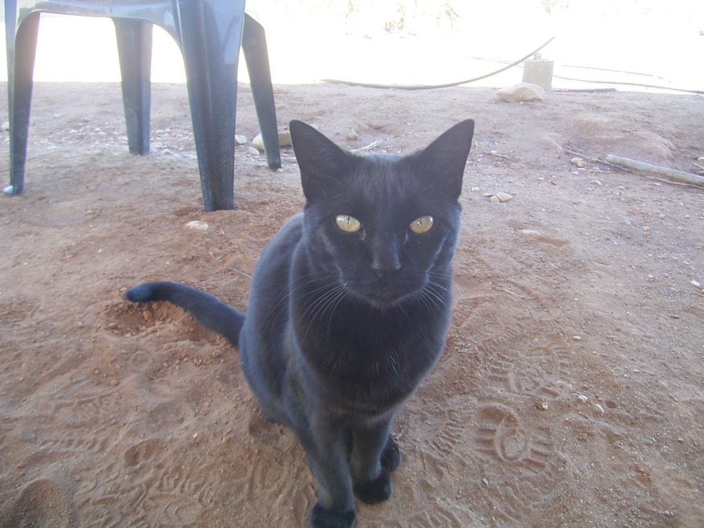 black cat photo  photography