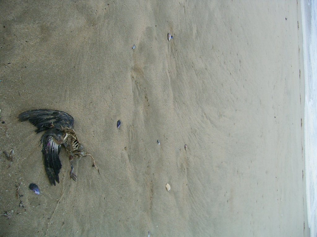 dead bird on beach  photography