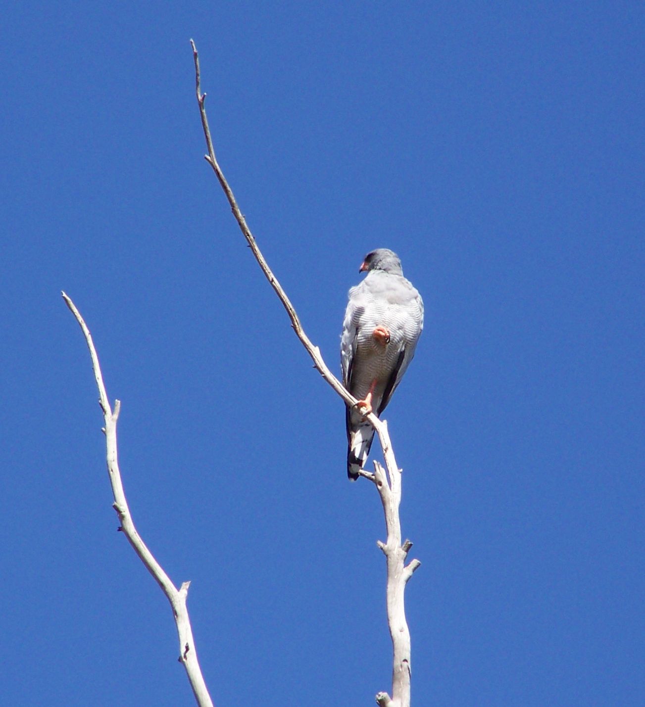 falcon in tree 01  photography