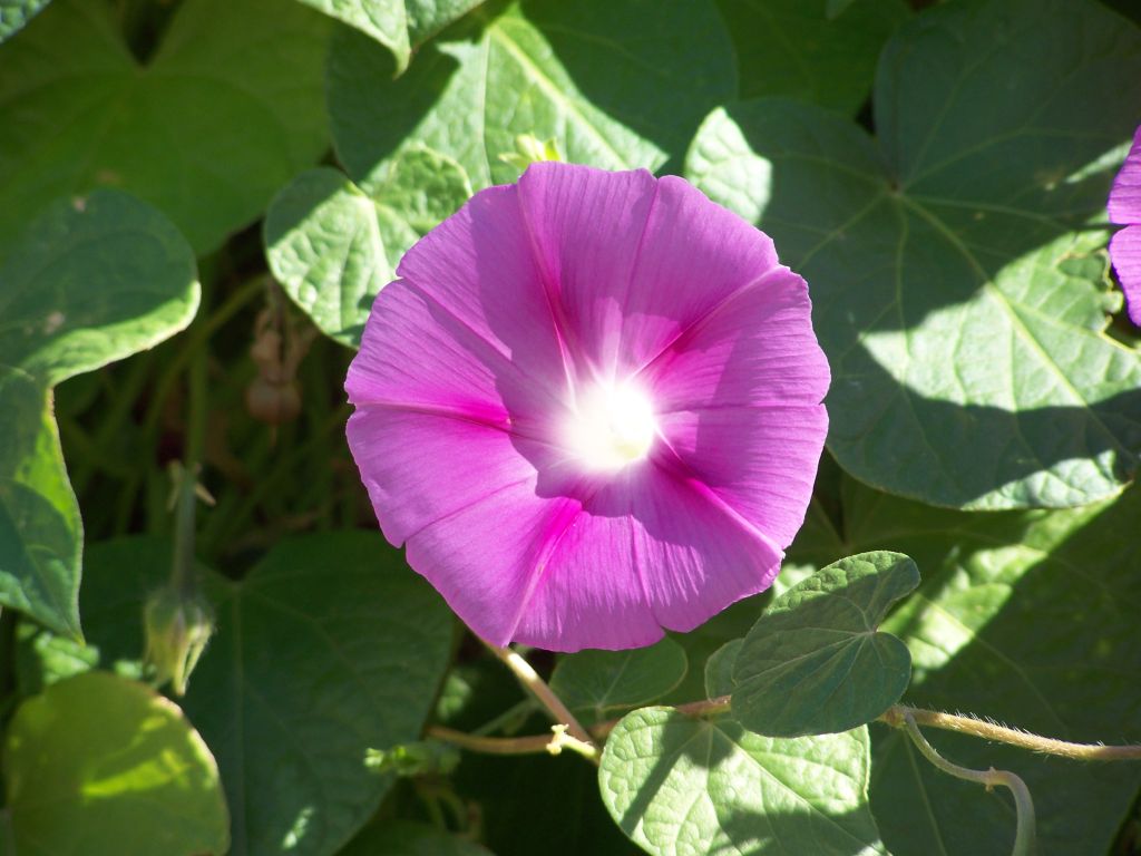 flowers vine fence 060  photography