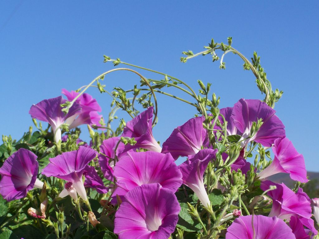 flowers vine fence 064  photography