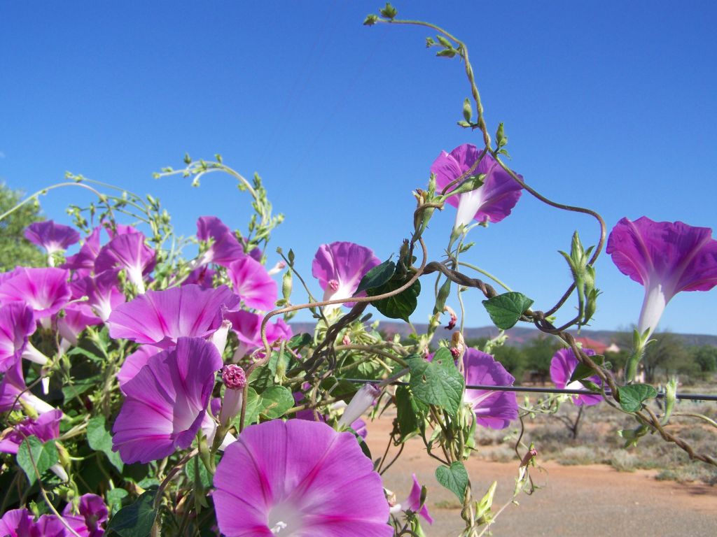 flowers vine fence 065  photography