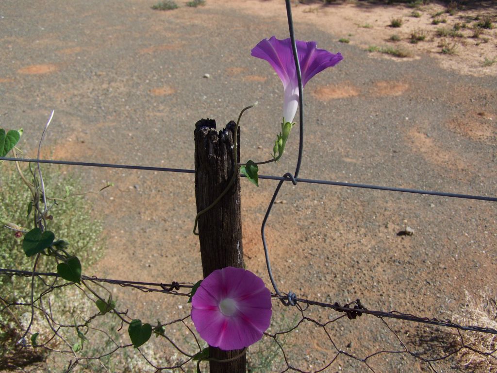 flowers vine fence 067  photography