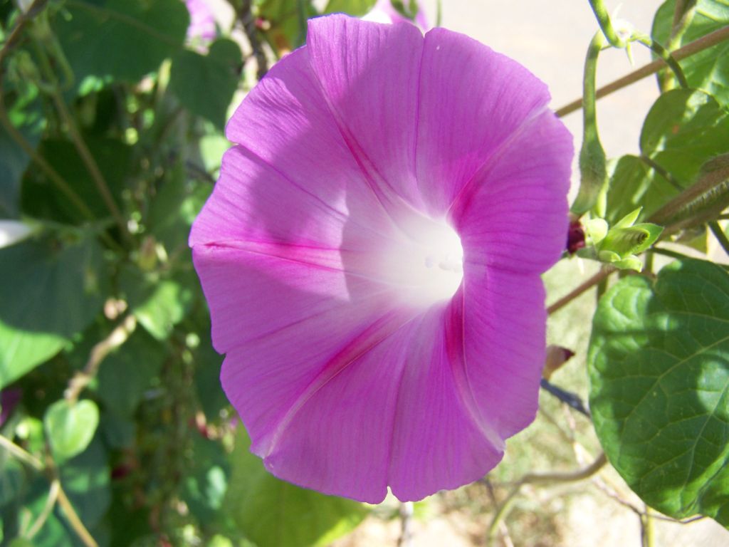 flowers vine fence 071  photography