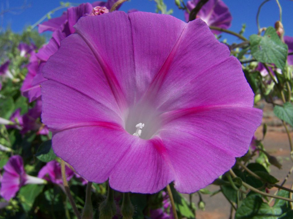 flowers vine fence 072  photography