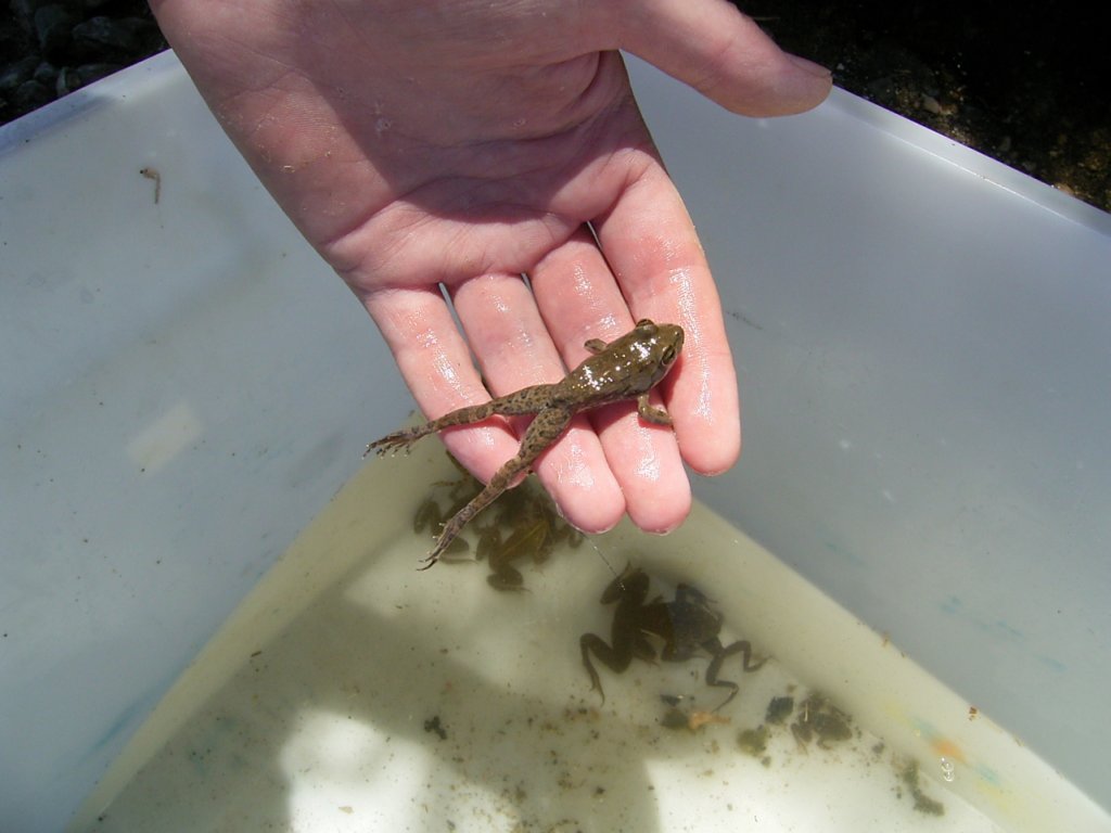 frog on hand 1  photography