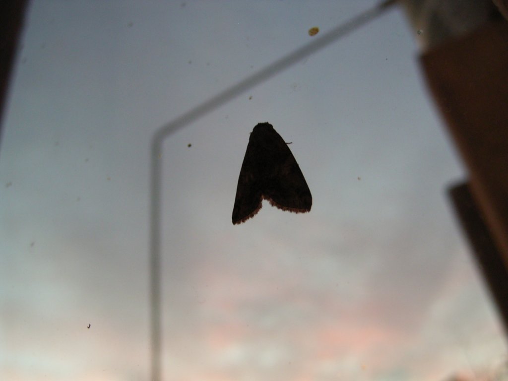 moth on window  photography