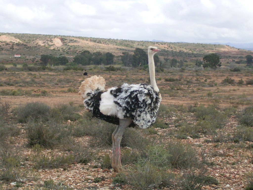 oudtshoorn ostrich  photography