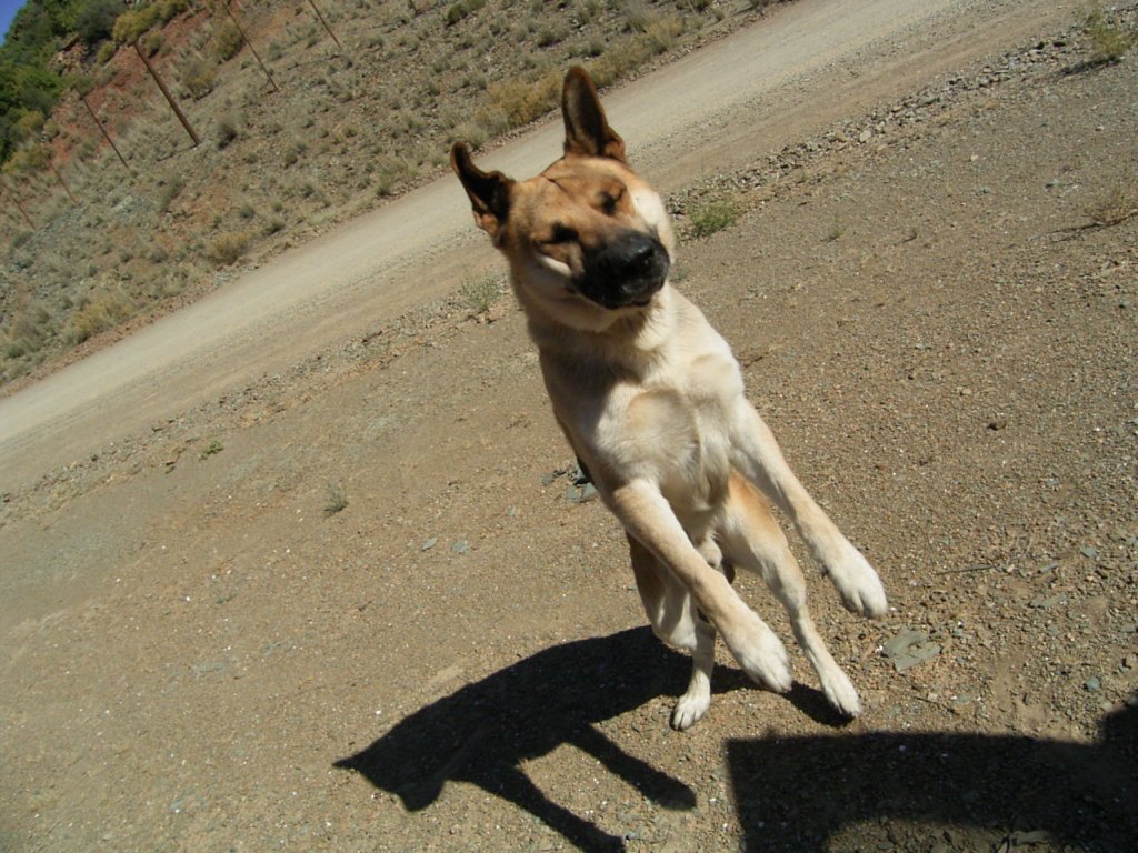 playful cute alsatian dog jumping 2  photography