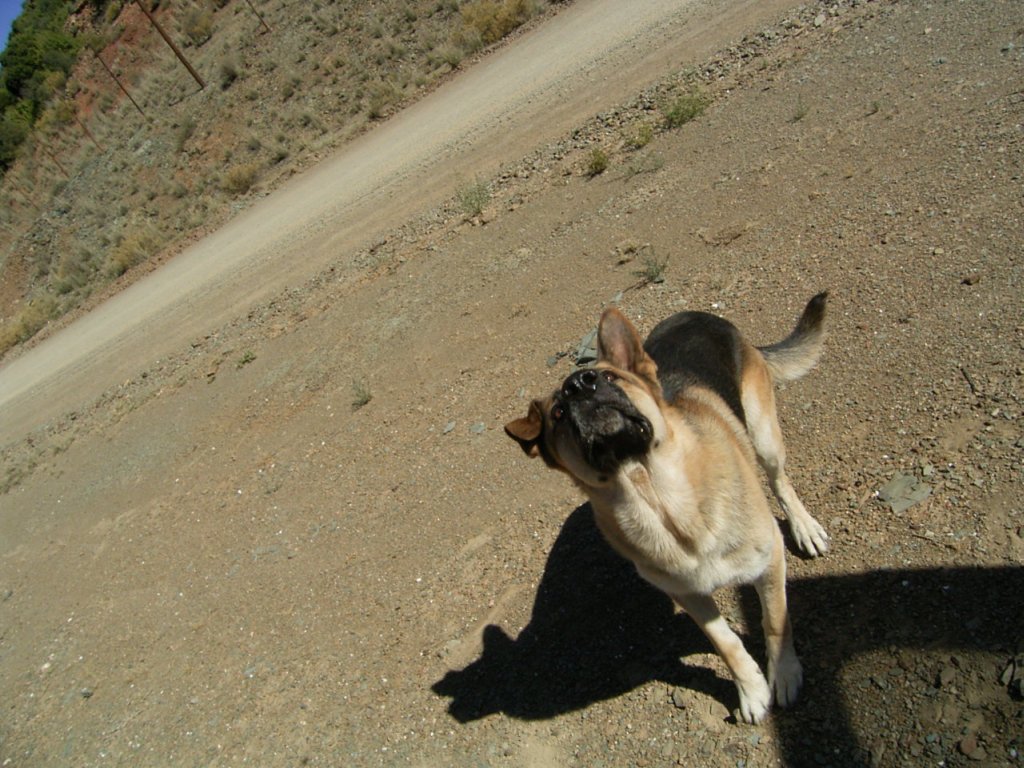 playful cute alsatian dog jumping 3  photography