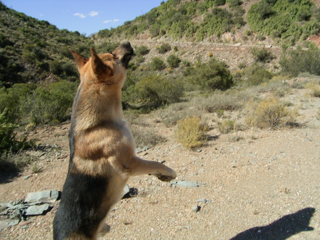 playful cute alsatian dog jumping  photography
