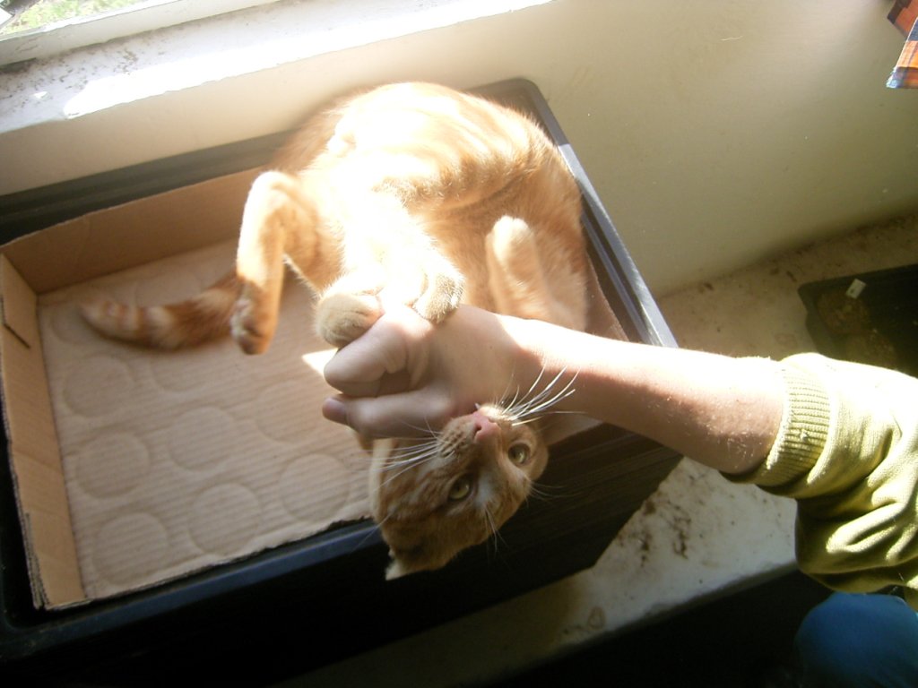 playful cute ginger cat photo 1  photography