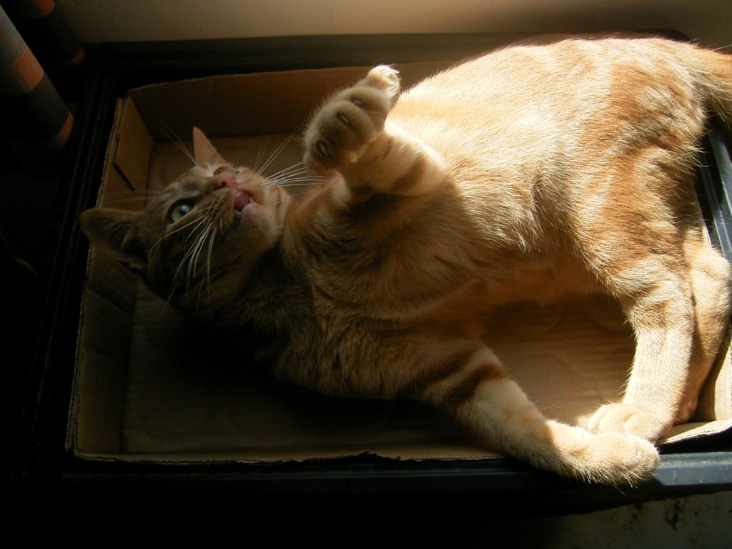 playful cute ginger cat photo 2  photography