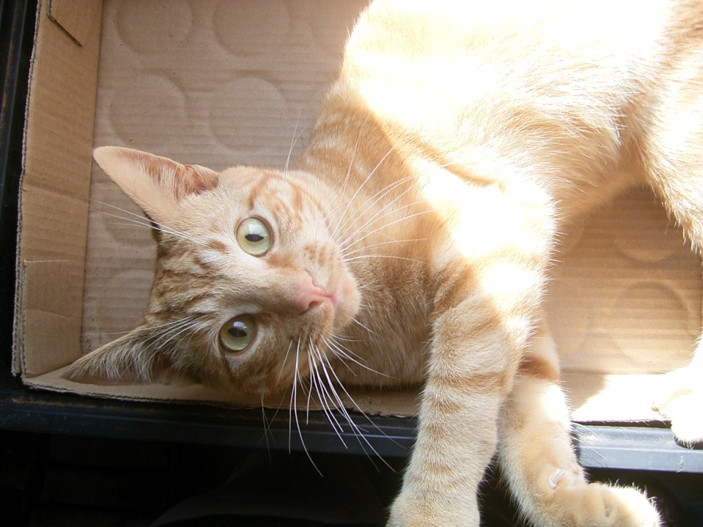 playful cute ginger cat photo 3  photography