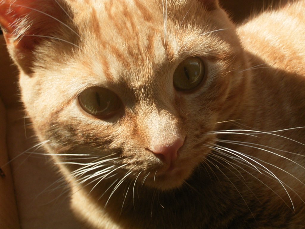 playful cute ginger cat photo 4  photography