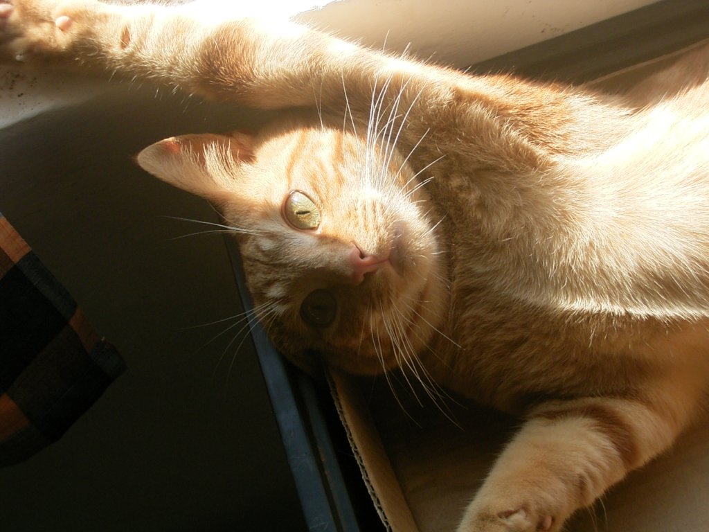 playful cute ginger cat photo 5  photography