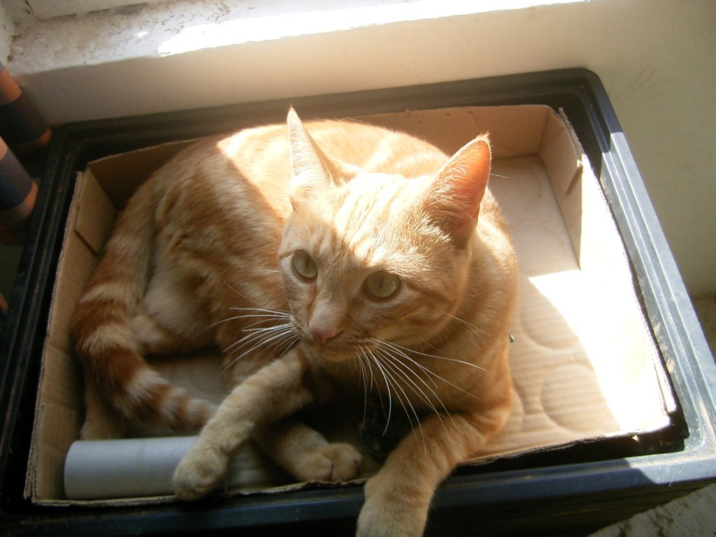 playful cute ginger cat photo  photography