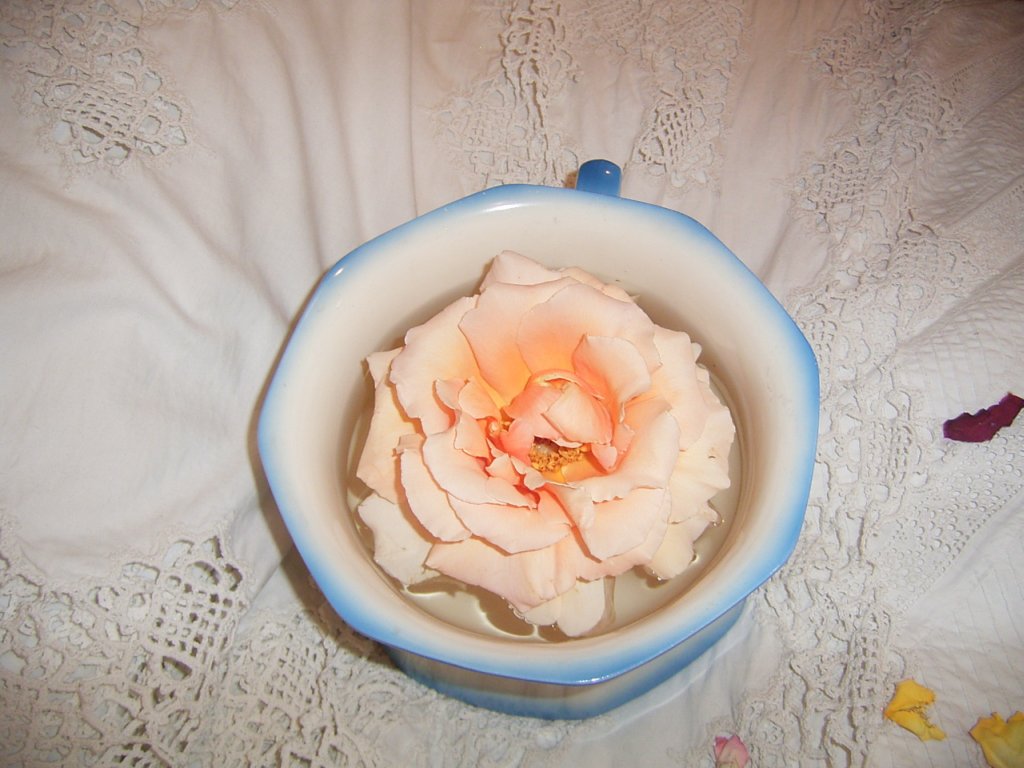 rose photo 1  photography