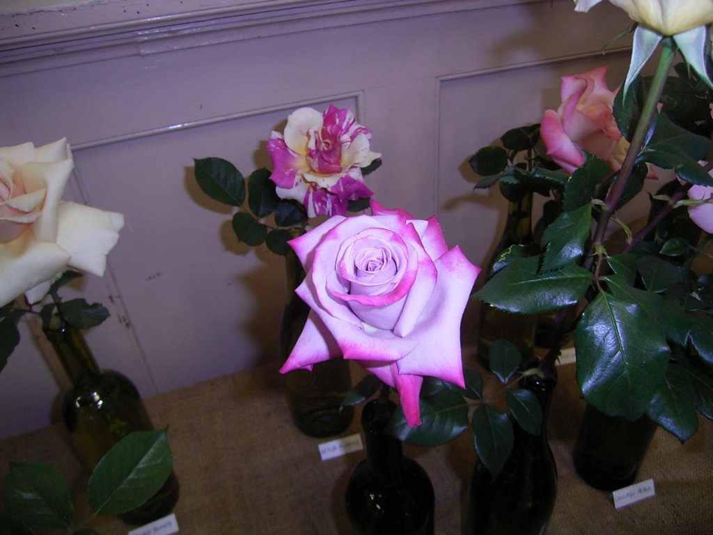 rose photo 4  photography