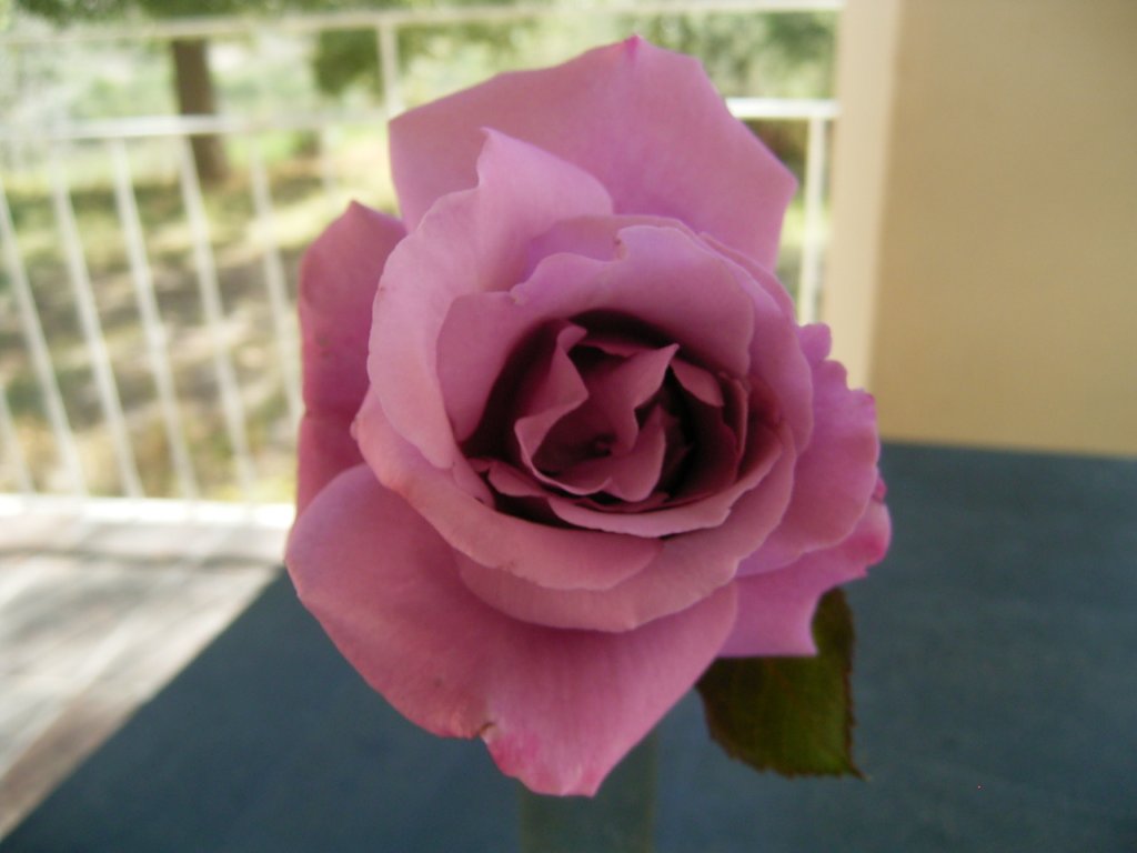 rose photo 6  photography