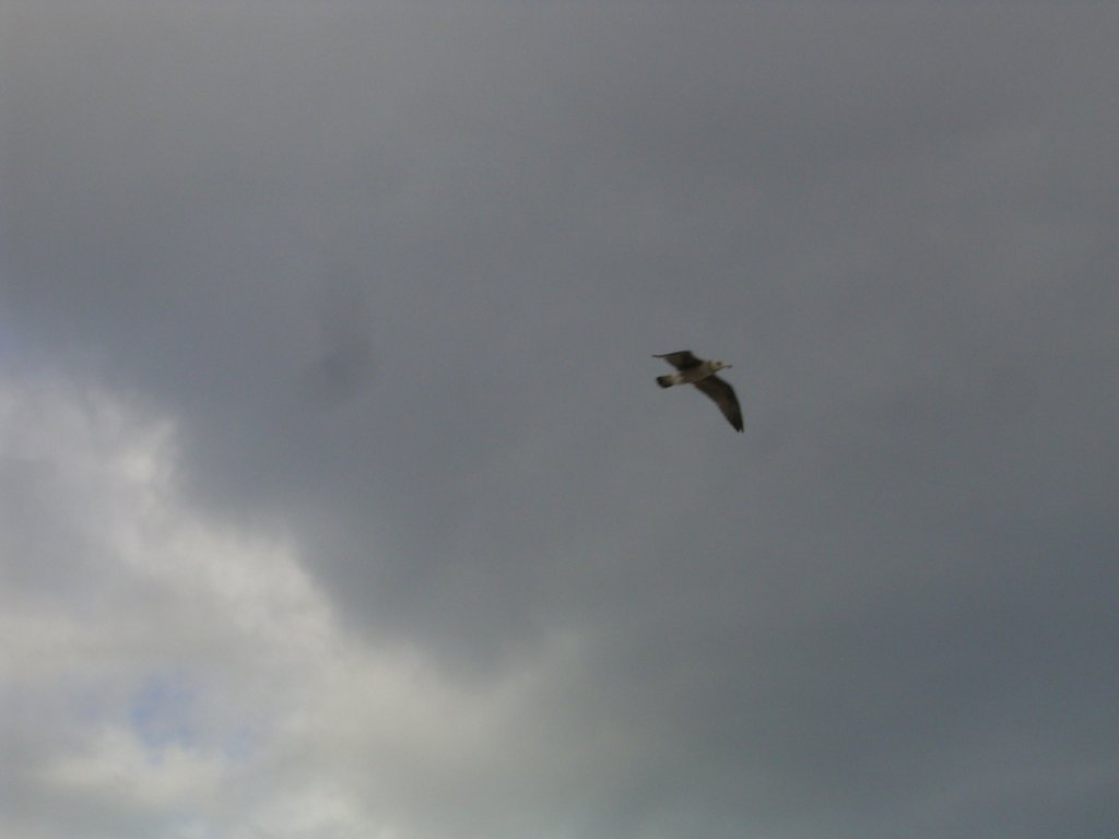 seagull 1  photography