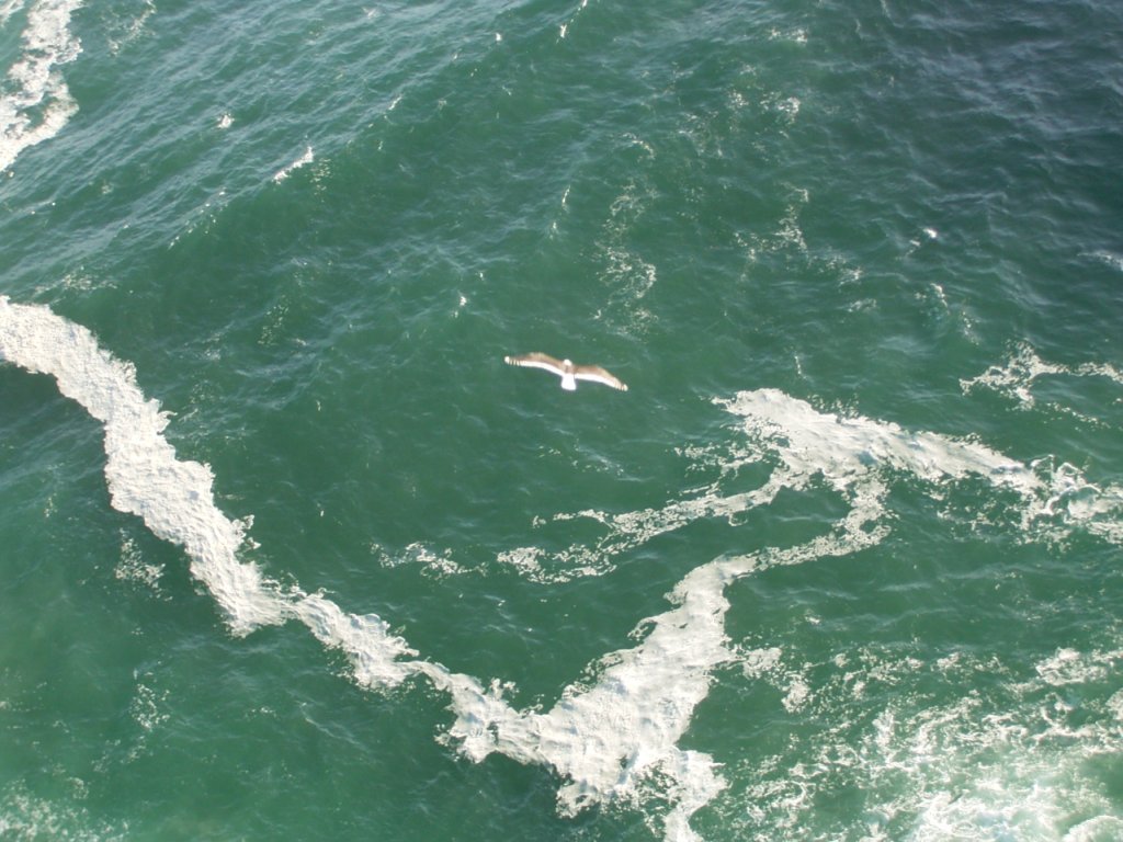 seagull flying over ocean  photography