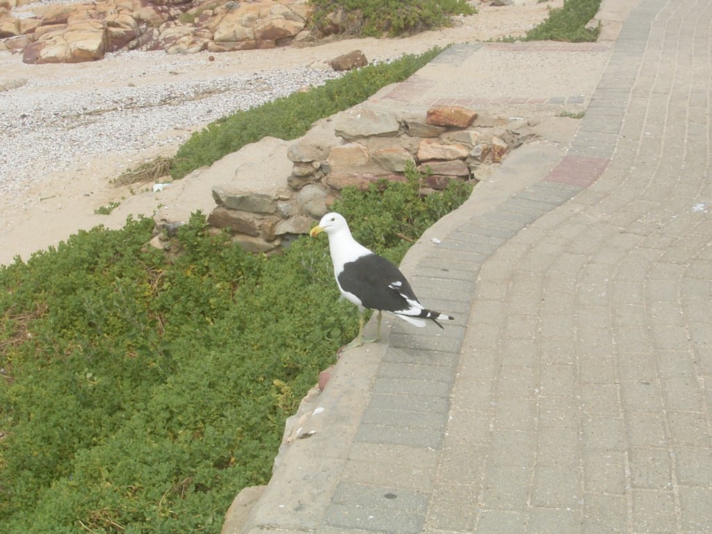 seagull  photography