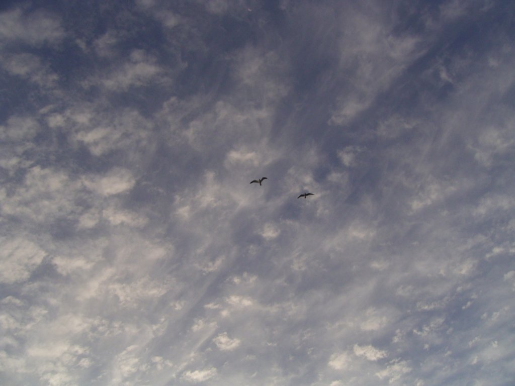 seagulls flying in sky 1  photography