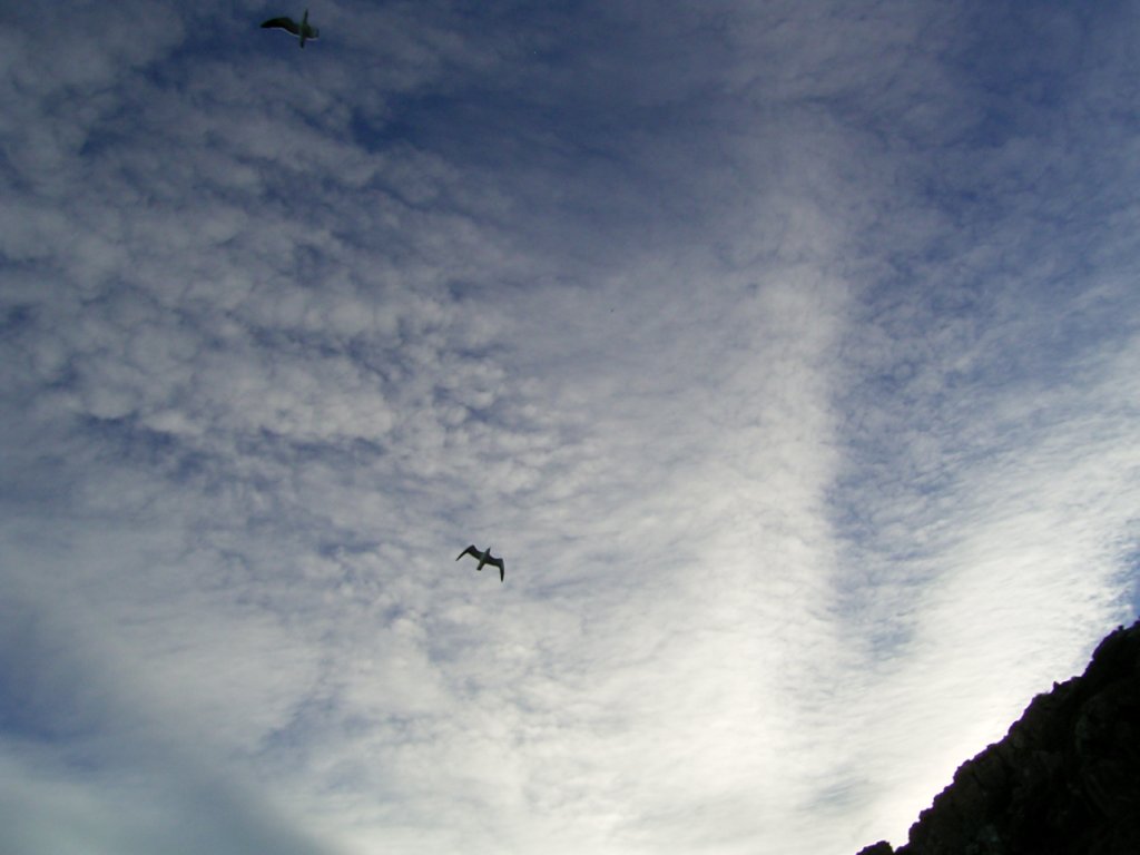 seagulls flying in sky  photography