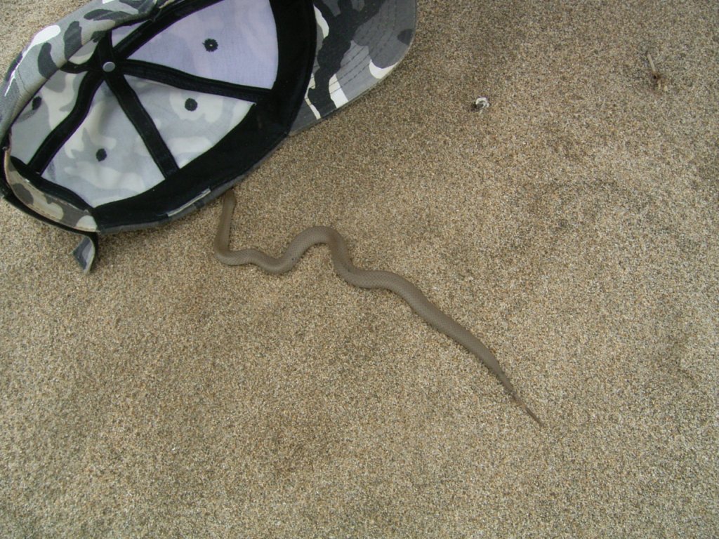 snake on beach sand 1  photography