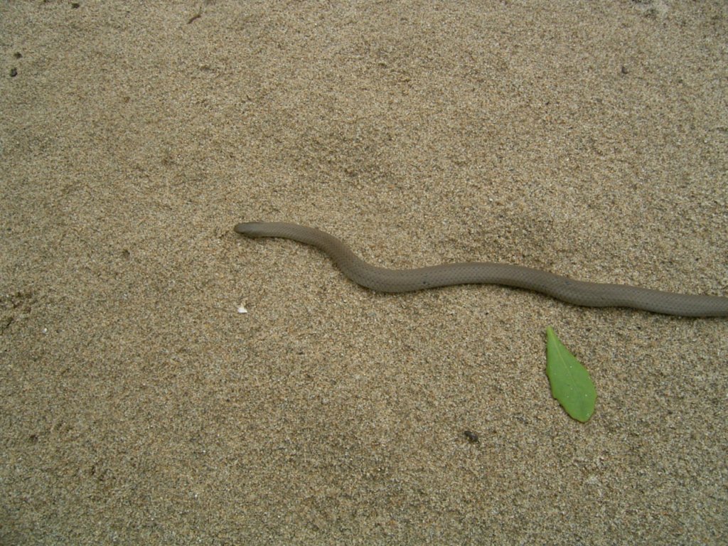 snake on beach sand 3  photography