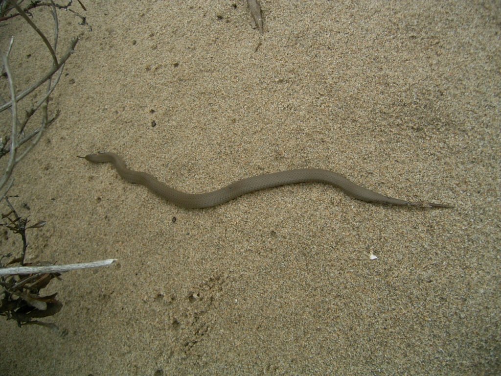 snake on beach sand 4  photography