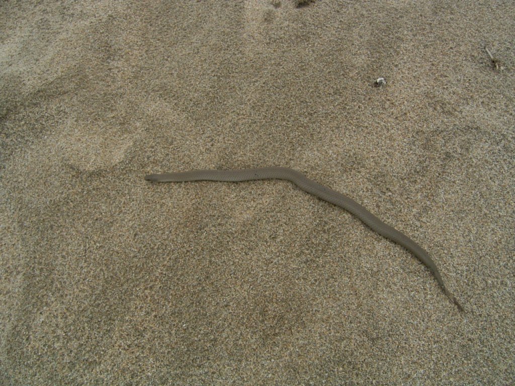 snake on beach sand  photography