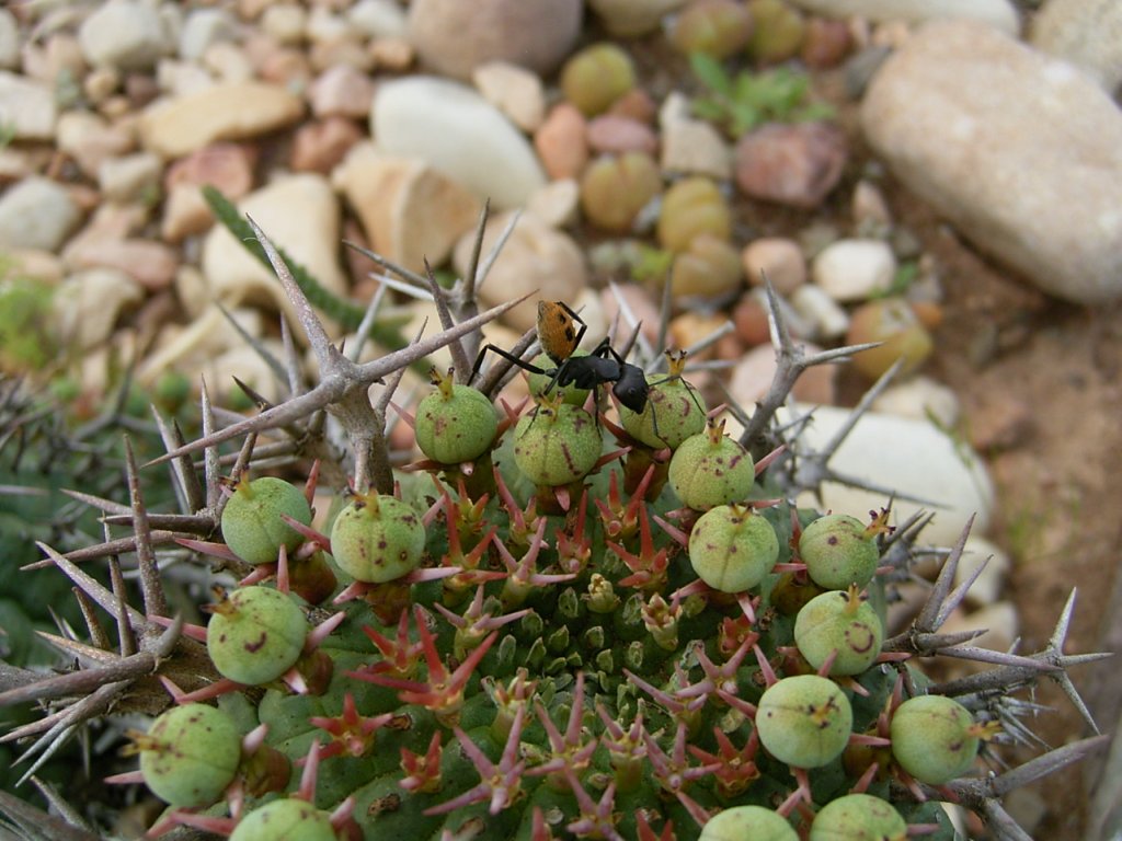 soldier ant 1  photography