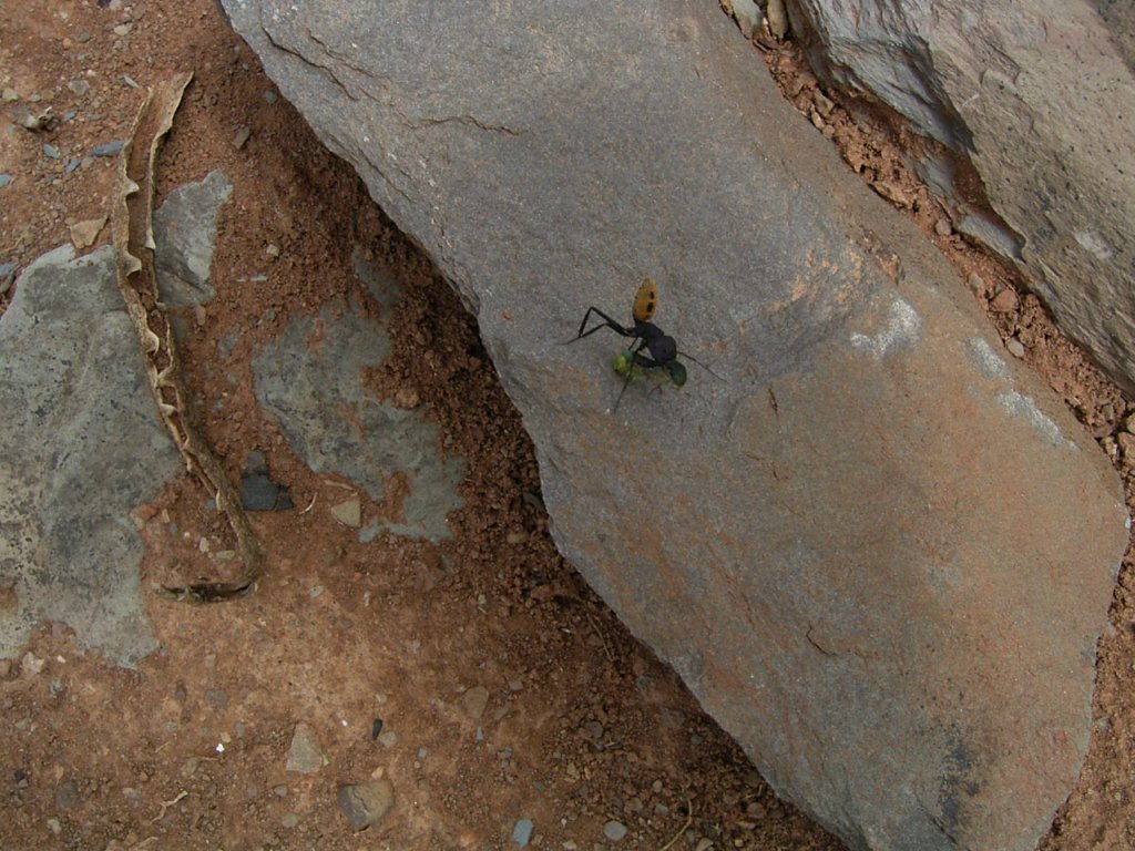 soldier ant  photography