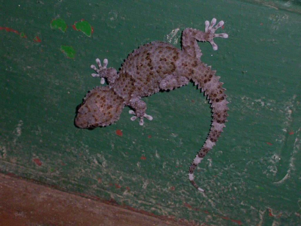 south african gecko  photography