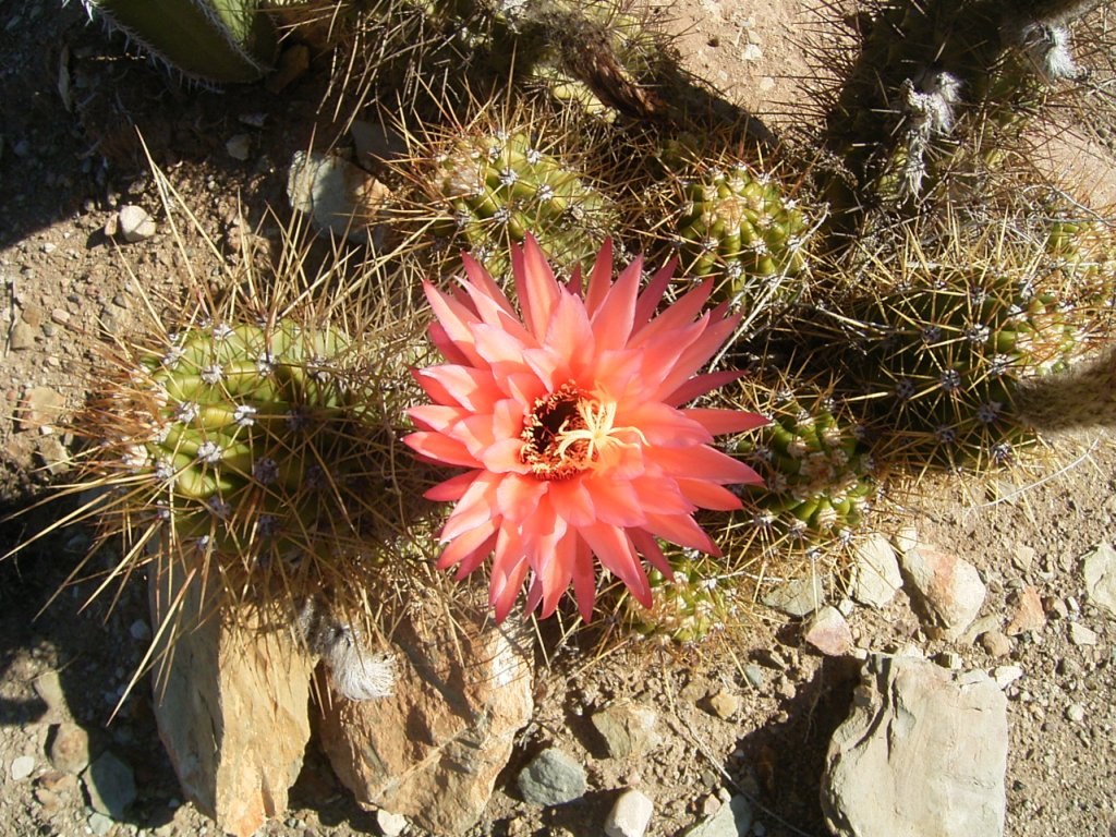 south african veld cactus flowers 1  photography