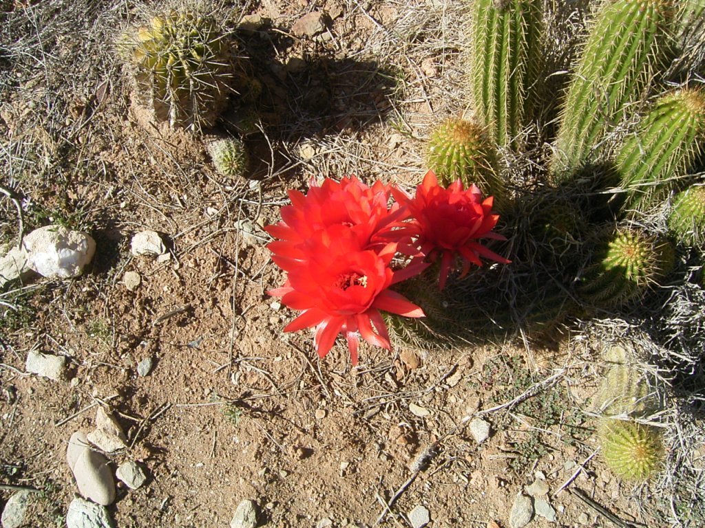 south african veld cactus flowers 12  photography