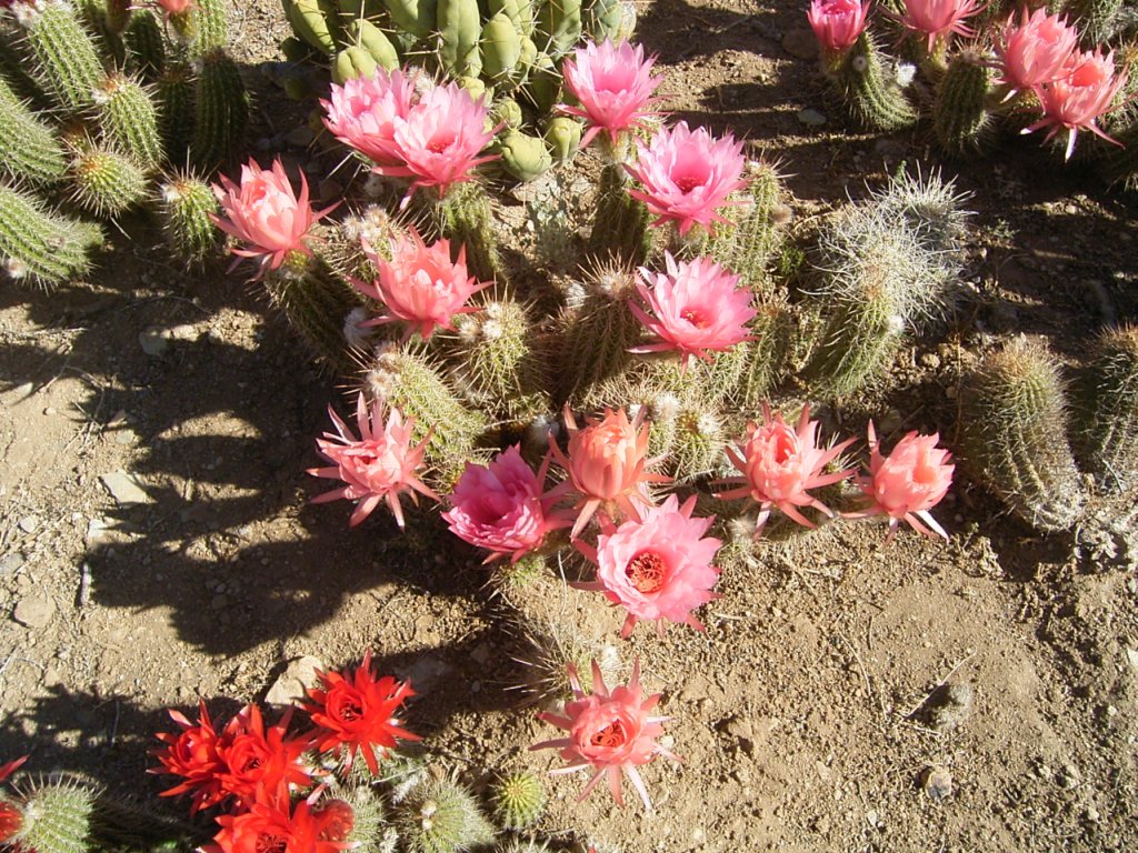 south african veld cactus flowers 15  photography