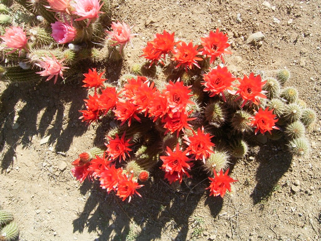 south african veld cactus flowers 16  photography