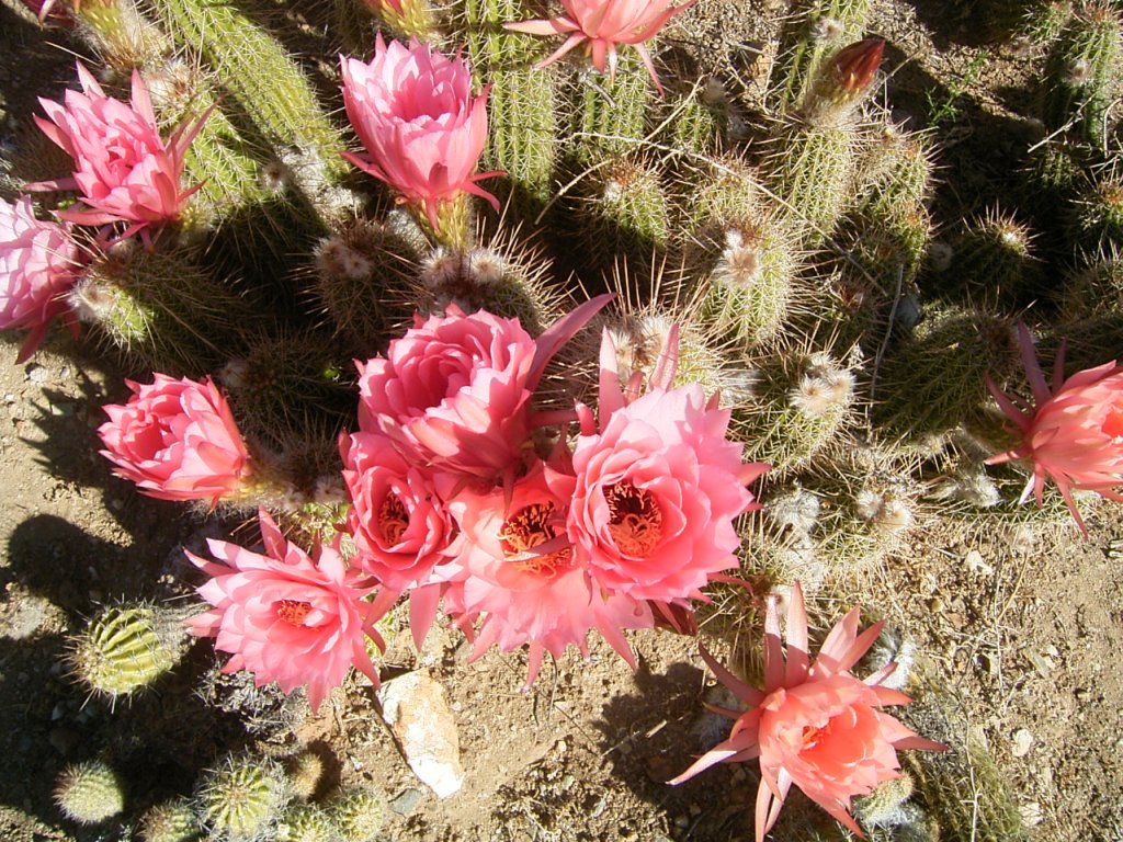 south african veld cactus flowers 17  photography