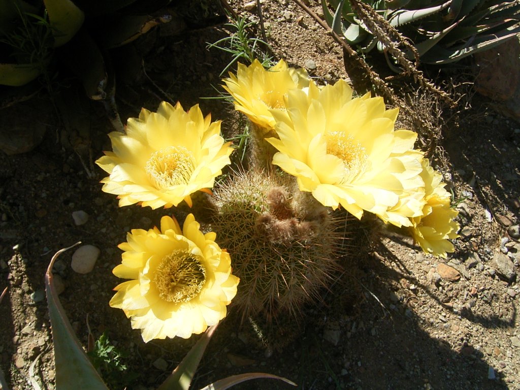 south african veld cactus flowers 4  photography