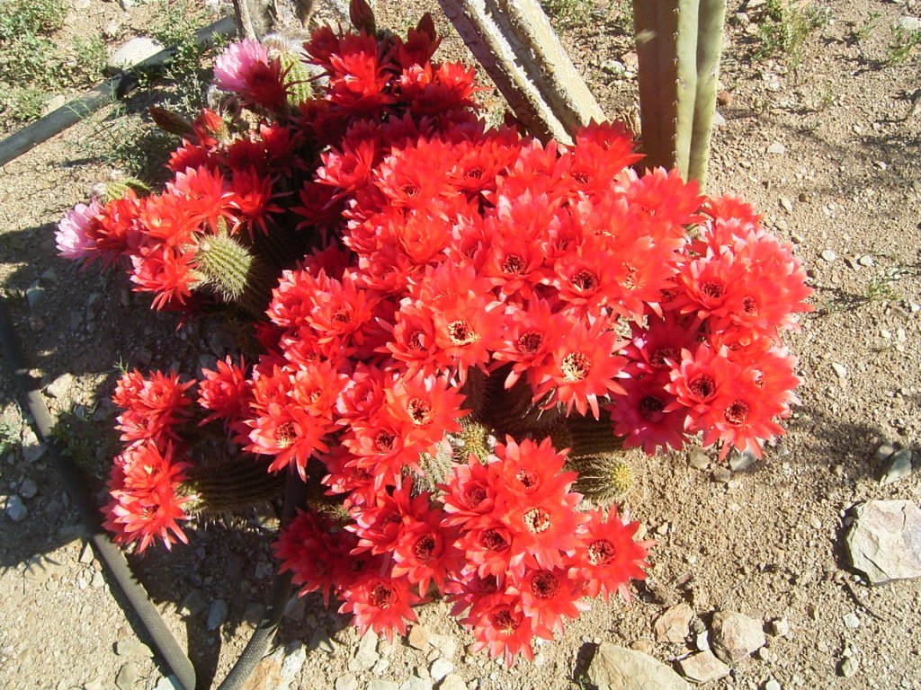 south african veld cactus flowers 5  photography