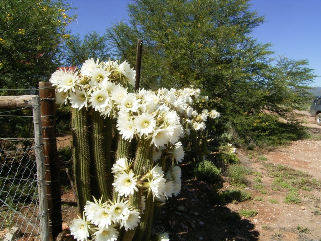 south african veld cactus flowers 7  photography