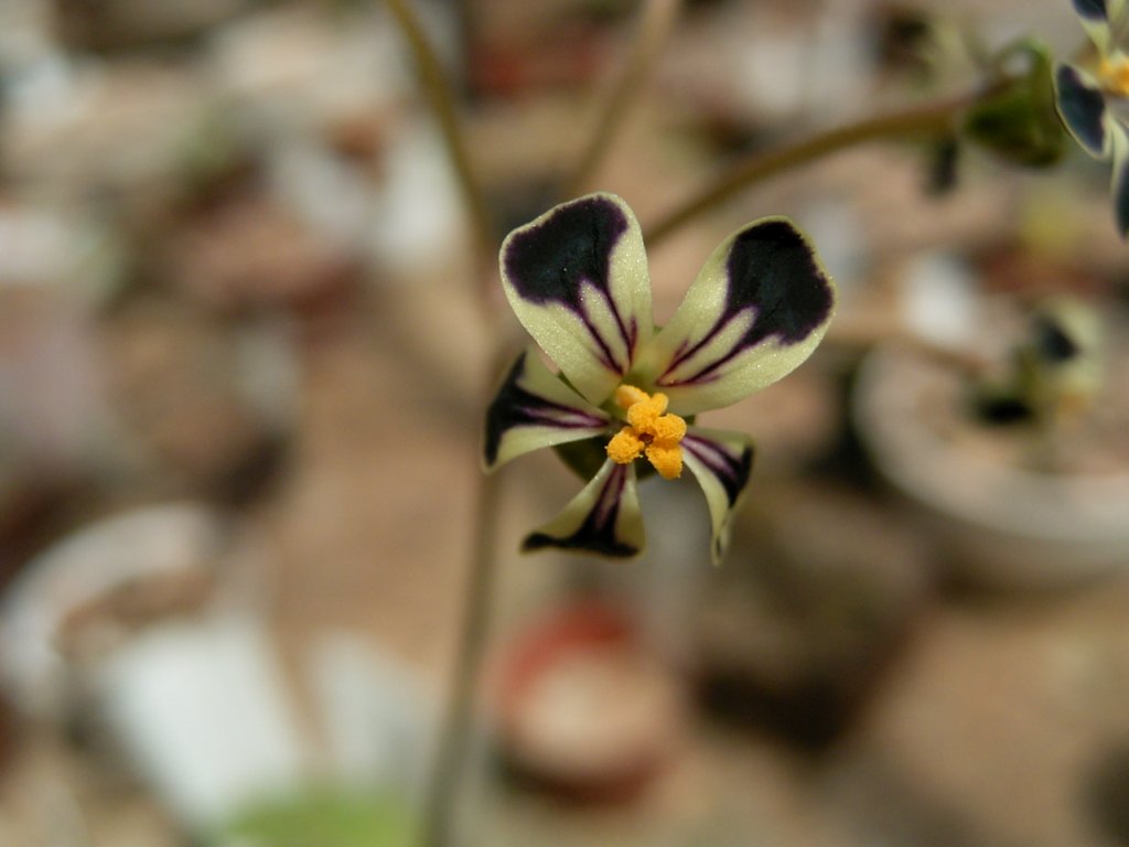 south african veld flowers 12  photography