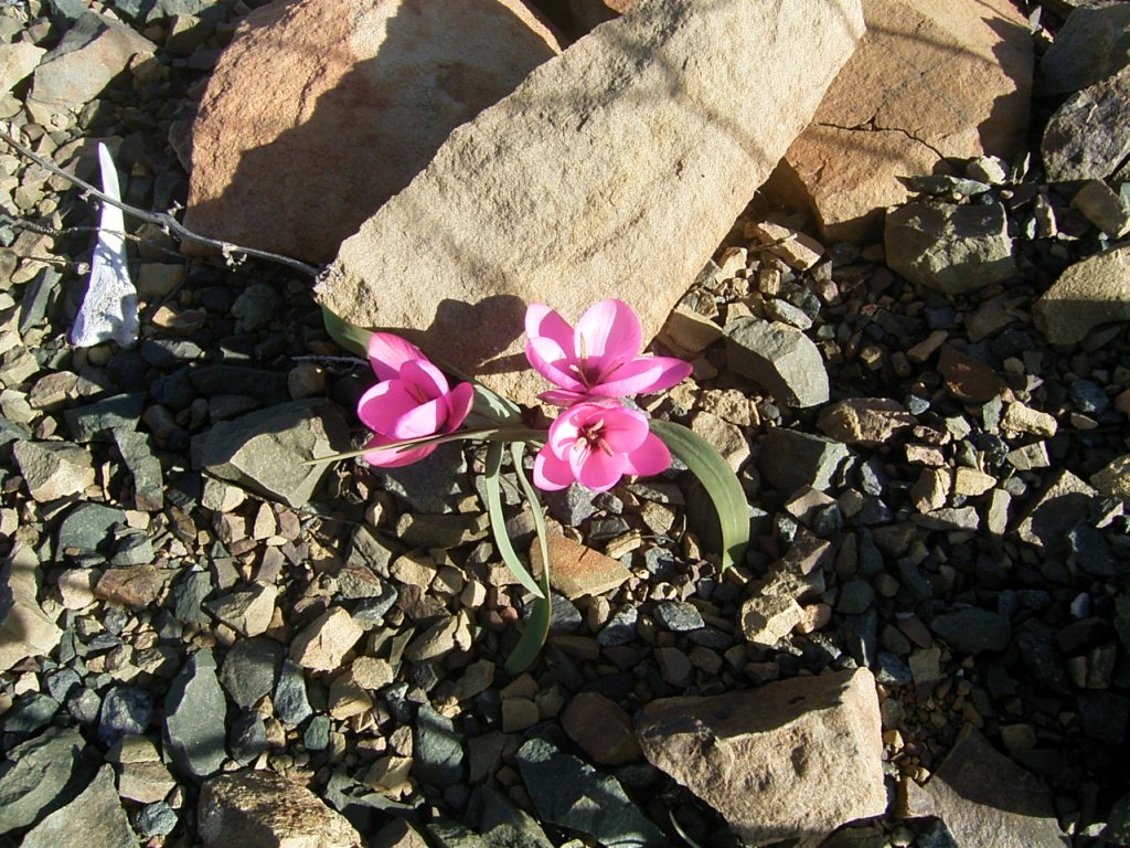 south african veld flowers 14  photography