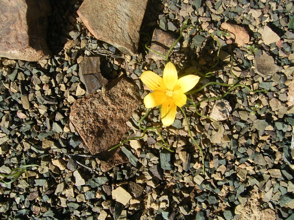 south african veld flowers 15  photography