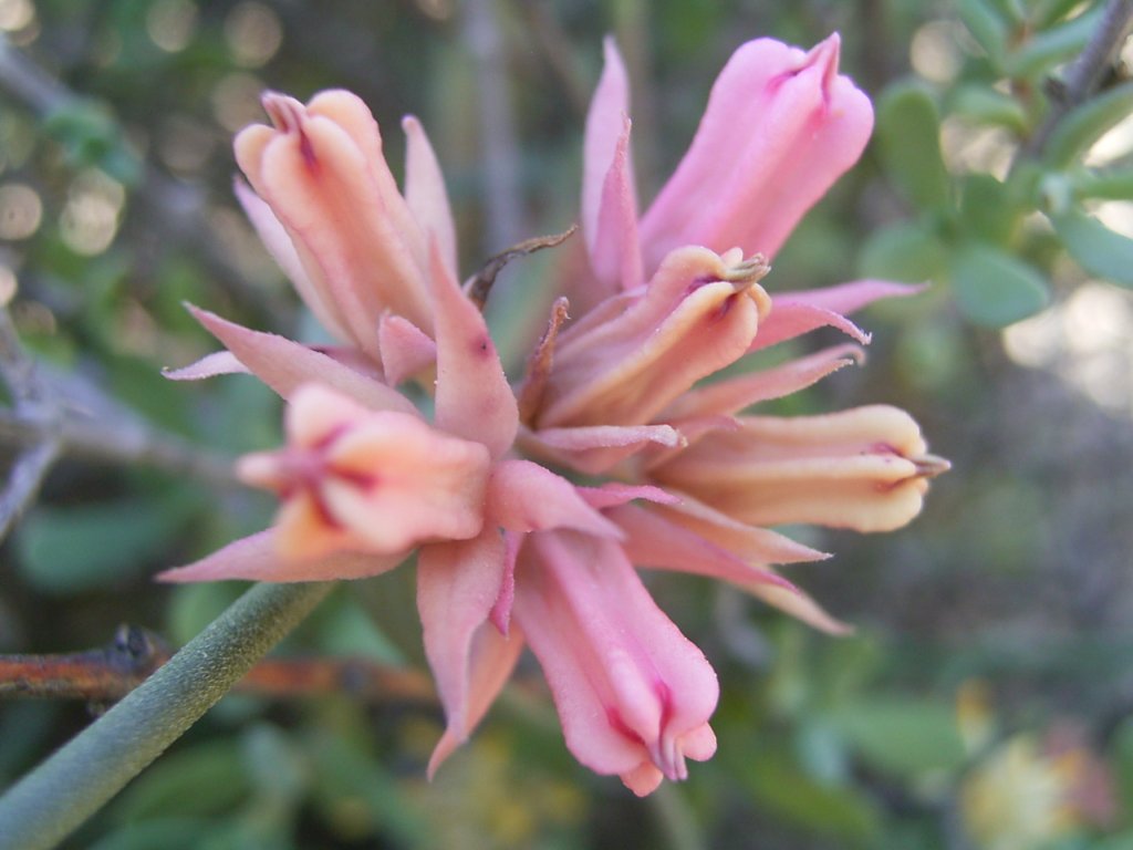 south african veld flowers 18  photography