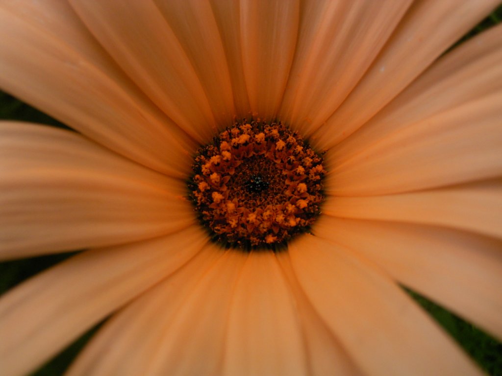 south african veld flowers 2  photography